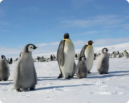 Buy eSIM for Antarctica | Secure Data Plans