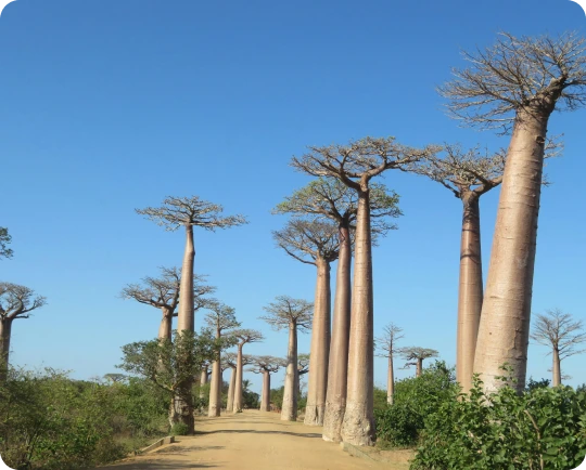 Madagascar eSIM Data Plan ? Stay Online